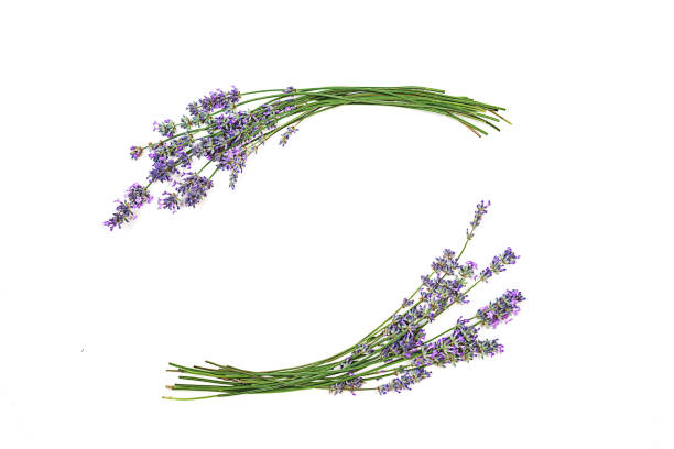 Lavender flowers isolated on white background.