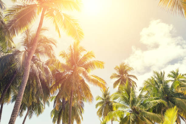 istock Tropical coconut palm trees with sun on sunset sky. 1157136327
