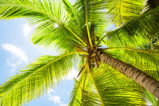 istock Tropical coconut palm trees with sun on sunset sky. 1157136334