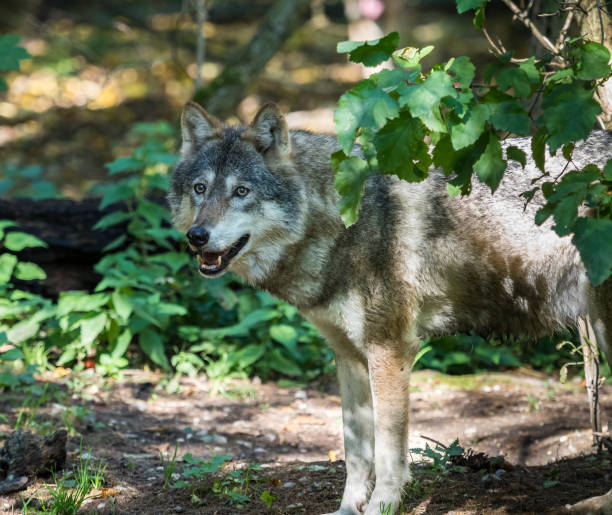 istock European Grey Wolf, Canis lupus in the zoo 1157136345