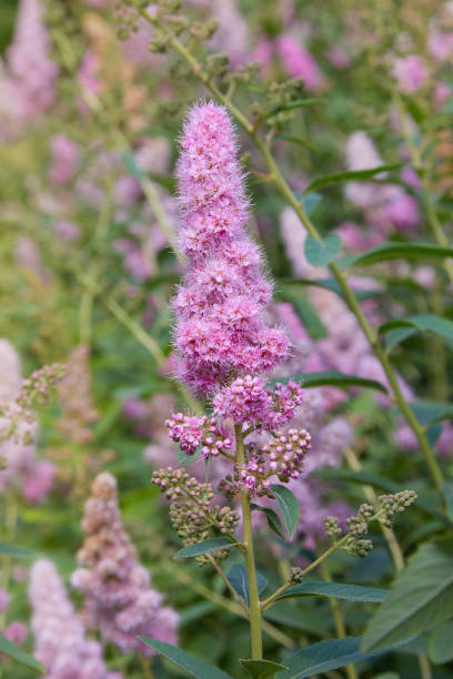 istock flowering Spiraea salicifolia 1157136349