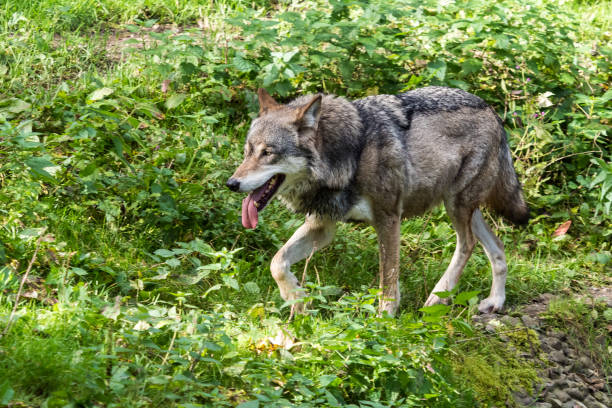 istock European Grey Wolf, Canis lupus in the zoo 1157136513