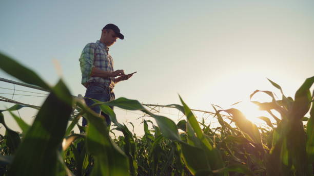 agricultor que trabaja en un maizal, usando un teléfono inteligente - watering place fotografías e imágenes de stock
