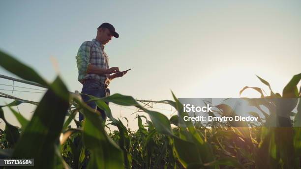 Agricultor Que Trabaja En Un Maizal Usando Un Teléfono Inteligente Foto de stock y más banco de imágenes de Agricultor