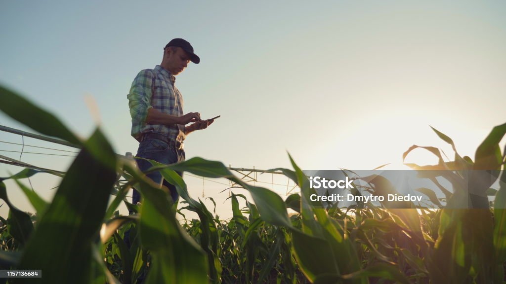 Farmer working in a cornfield, using smartphone Young farmer working in a cornfield, inspecting and tuning irrigation center pivot sprinkler system on smartphone. Agriculture Stock Photo