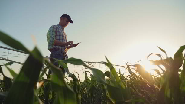 Farmer working in a cornfield, using smartphone Young farmer working in a cornfield, inspecting and tuning irrigation center pivot sprinkler system on smartphone. Farmer stock pictures, royalty-free photos & images