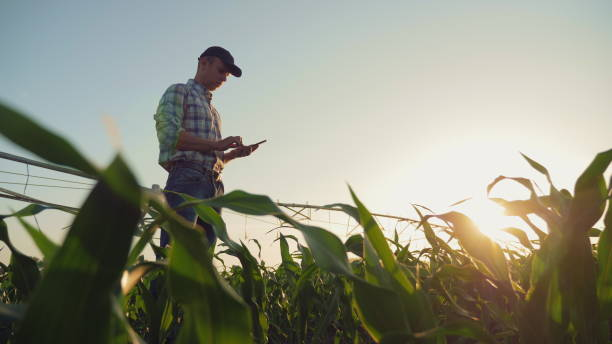 Farmer working in a cornfield, using smartphone Young farmer working in a cornfield, inspecting and tuning irrigation center pivot sprinkler system on smartphone. field workers stock pictures, royalty-free photos & images