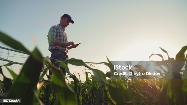 Farmer Working In A Cornfield Using Smartphone Stock Photo - Download Image Now - Agriculture, Farmer, Technology