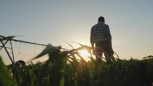 istock Farmer walking through a cornfield at sunset 1157136707