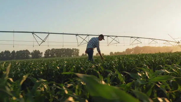 Farmer, walking through a young cornfield, inspecting the growth at sunset, in the background a circular irrigation system.