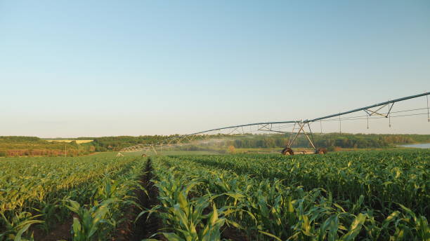 istock Panoramic shot of irrigated cornfield 1157136718