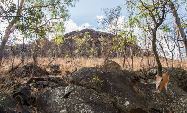 Rugged Landscape in the Northern Territory Rocky landscape with mountain view and dry, grassy meadow with trees by Robin Falls in the remote Northern Territory of Australia bush land natural phenomenon environmental conservation stone stock pictures, royalty-free photos & images