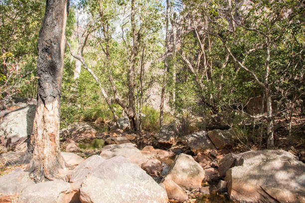 Tropical Bushland and Rugged Terrain: Robin Falls Tropical bushland with rocky riverbed landscape by Robin Falls in the remote Northern Territory of Australia bush land natural phenomenon environmental conservation stone stock pictures, royalty-free photos & images