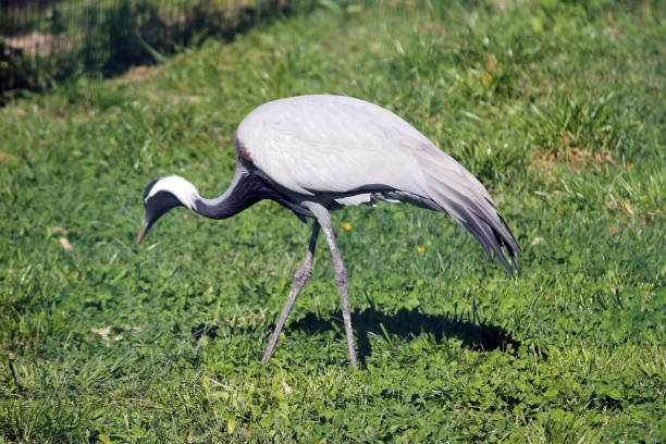 istock Great blue heron closeup with feathers ruffled 1157137982
