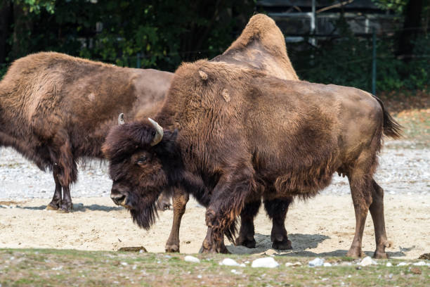 istock American buffalo known as bison, Bos bison in the zoo 1157138092
