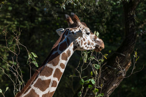 istock The giraffe, Giraffa camelopardalis is an African mammal 1157138194