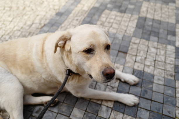 istock Labrador Retriever in Prague 1157138273