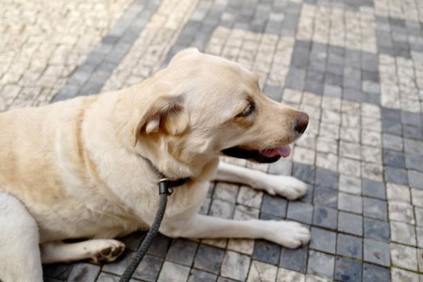 istock Labrador Retriever in Prague 1157138281