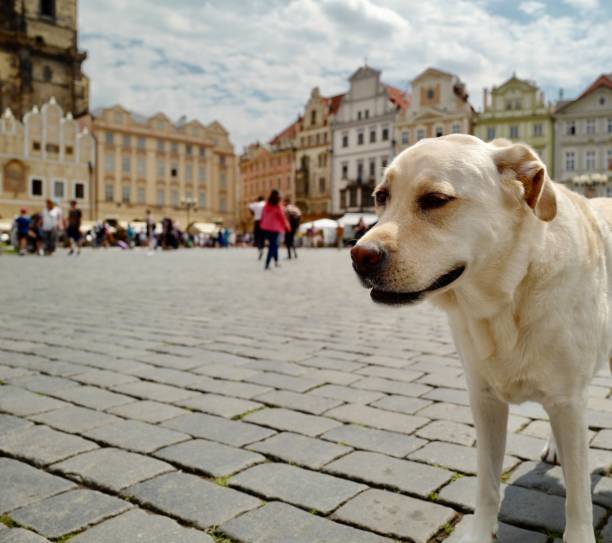 istock Labrador Retriever in Prague 1157138331