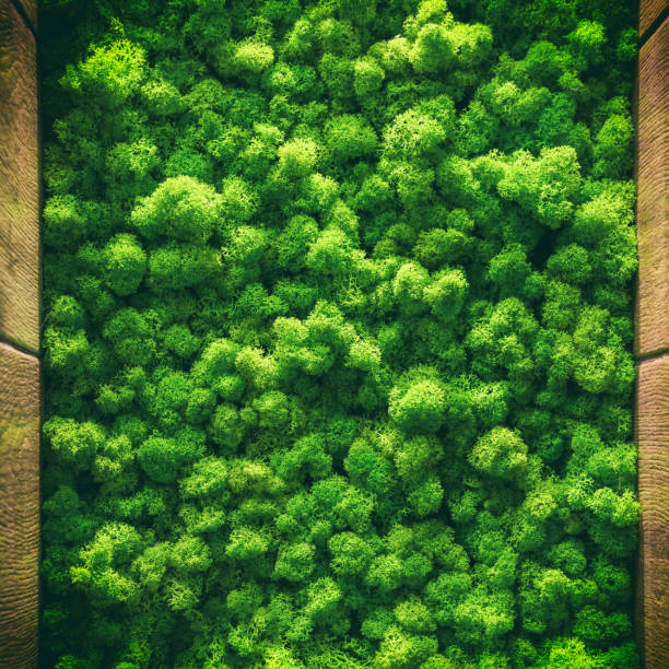istock green moss background texture close up Top view interior design 1157139067