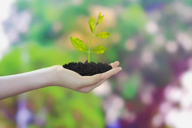 istock Small plant in hand with soft light background. 1157139446