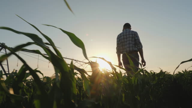 Farmer walking through a cornfield at sunset