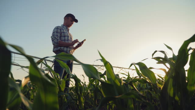 Farmer working in a cornfield, using smartphone