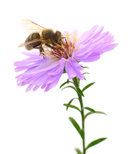 istock Honeybee and blue flower 1157140782