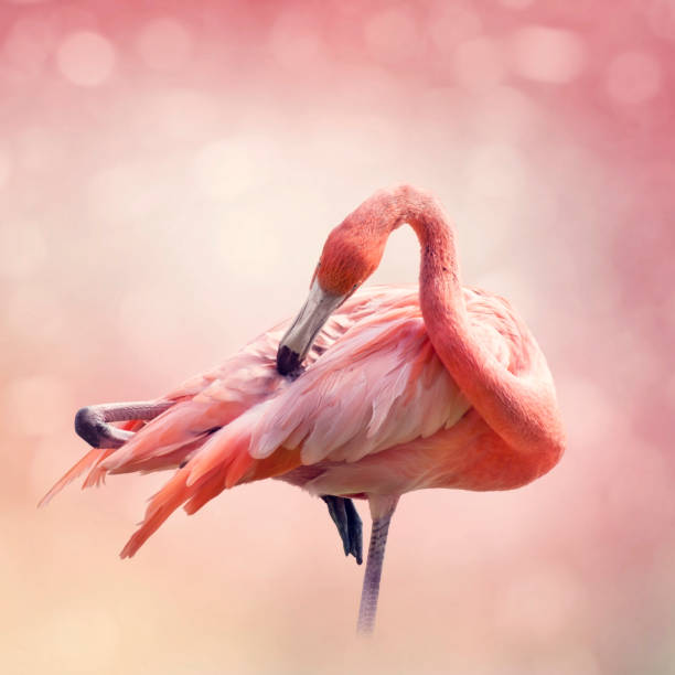 istock Pink Flamingo portrait 1157141830