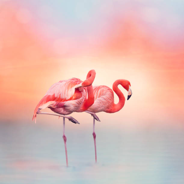 istock Two Pink flamingos at sunset 1157141899