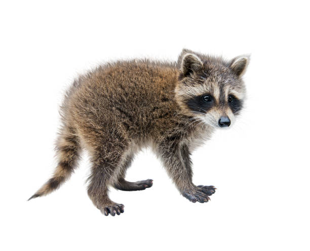 istock Baby Raccoon walking side view on white background 1157141955