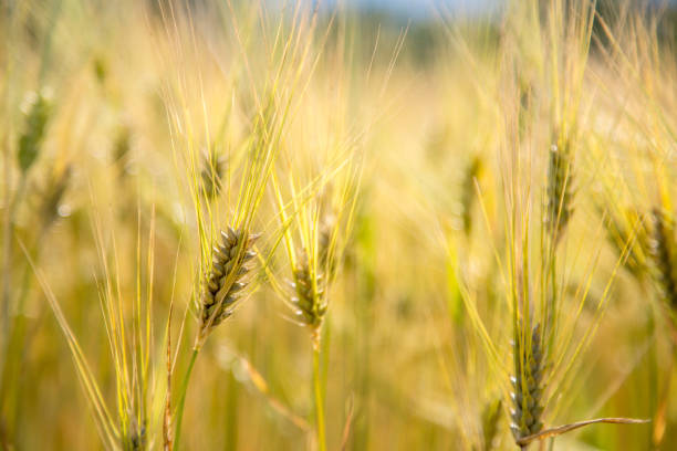 istock Agriculture field: Ripe ears of wheat, harvest 1157142253