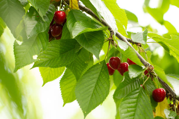 istock Cherry on the branch grows, ripened red cherry close up 1157142319