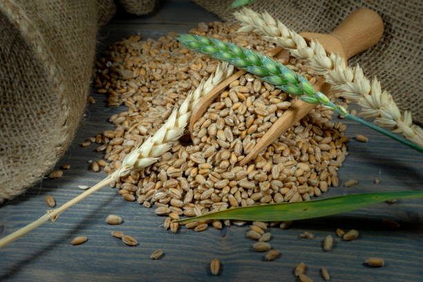 istock Wheat seeds spilling from wooden scoop on jute 1157142392