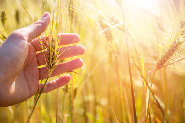 istock Male farmer is touching wheat crop ears in a field, sunset 1157143307