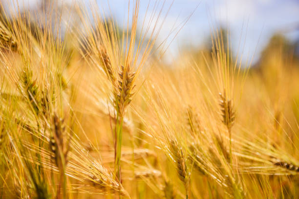 istock Agriculture field: Ripe ears of wheat, harvest 1157143454