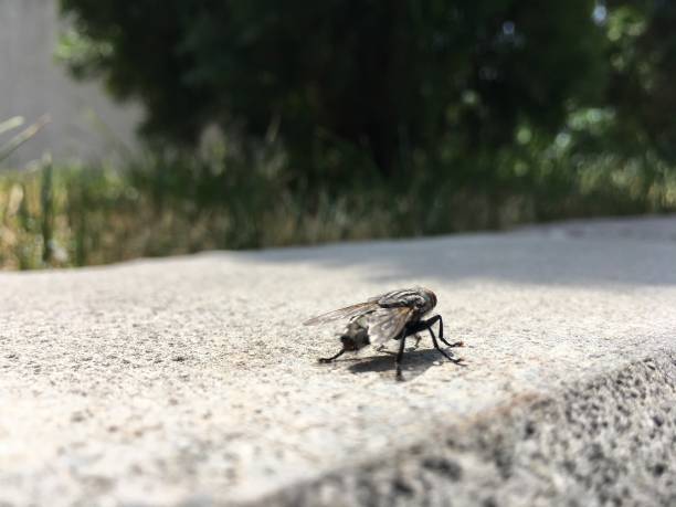 istock fly, animals, flying animals. a fly on a granite stone 1157143562