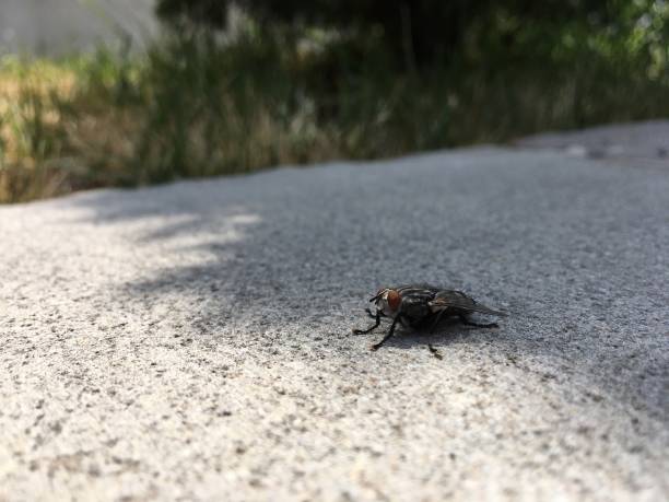 istock fly, animals, flying animals. a fly on a granite stone 1157143590
