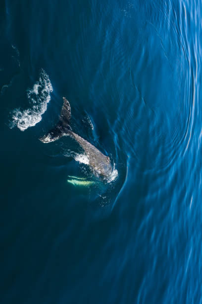 istock Aerial view of Humpback whale, Iceland. 1157143873