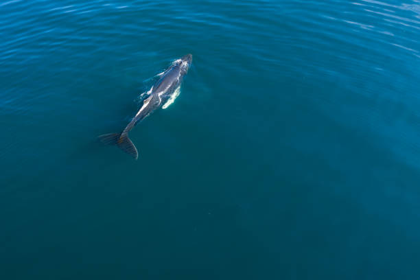 istock Aerial view of Humpback whale, Iceland. 1157143901