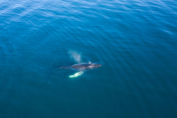 istock Aerial view of Humpback whale, Iceland. 1157143932