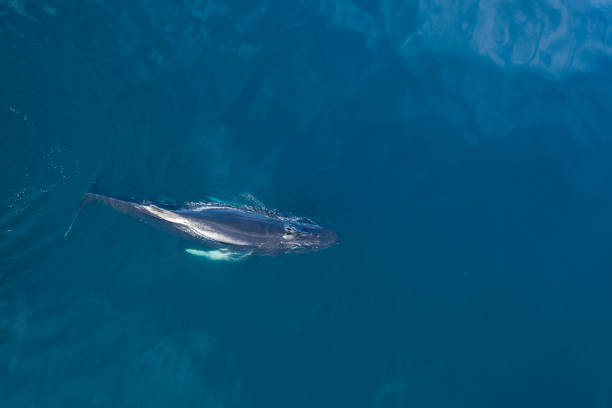 Aerial view of Humpback whale, Iceland. Aerial view of Humpback (Megaptera novaeangliae) whale, Iceland. Whale watching is one of the most popular activity in iceland. iceland whale stock pictures, royalty-free photos & images