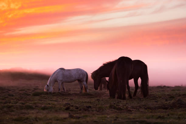 istock Group of Icelandic horses in beautiful sunset 1157143997