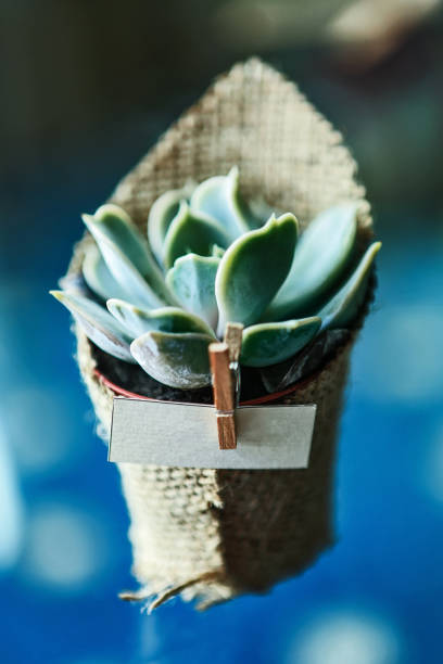 Wedding favor