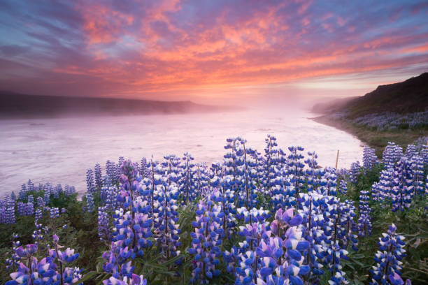 Beautiful fairy Icelandic landscape with lupines and river. Sunset landscape with dramatic sky.