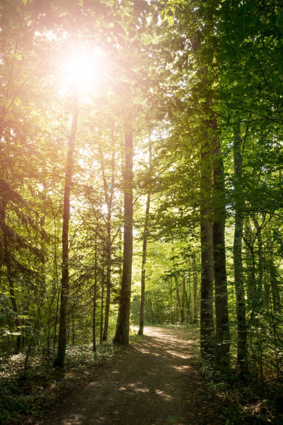 istock Impressive trees in the forest. Fresh green leaves and sunshine, springtime. Bottom view. 1157144173