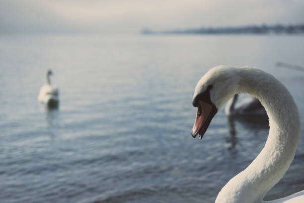 Group of swans on the lake
