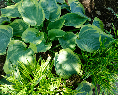 Eastern skunk cabbage (thick leaf vein in middle) and false hellebore (pleated leaves) in Connecticut wetland, spring, with leaves covered in raindrops