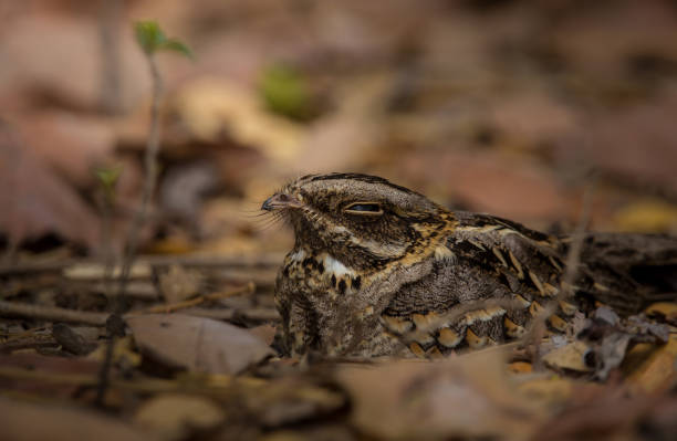 istock Large-tailed Nightjar ( Caprimulgus macrurus) spreading wings on ground. 1157145560