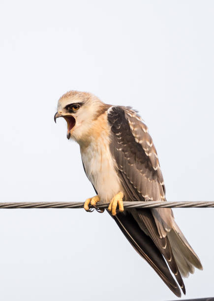 istock Black-shouldered kite on electrical wires with sky background. 1157145612